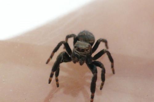 Evarcha arcuata